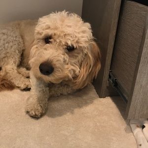 Meet your Posher, Alex